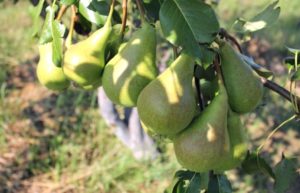 Груша видная: описание сорта, преимущества и недостатки, характеристика плодов, выбор места, технология посадки, особенности агротехники, отзывы