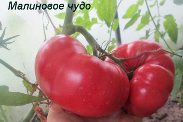 Характеристика и описание томата «малиновое чудо»