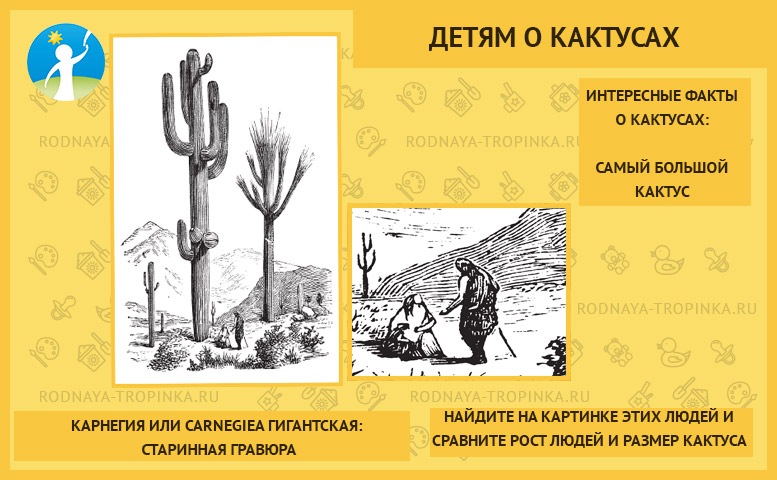 Интересные факты для школьников