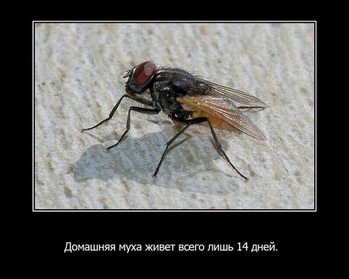 Интересные факты из жизни