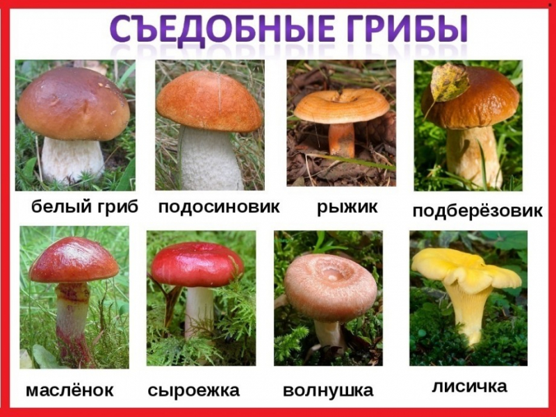 Интересные факты о грибах