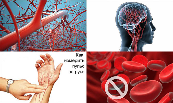 Интересные факты о крови