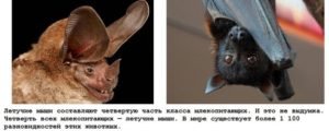 Интересные факты о мышах