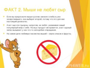 Интересные факты о мышах