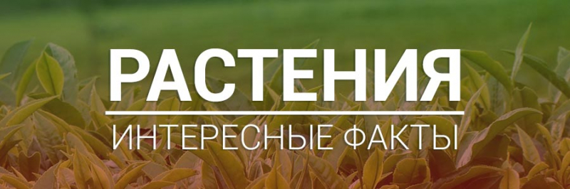 Интересные факты о растениях
