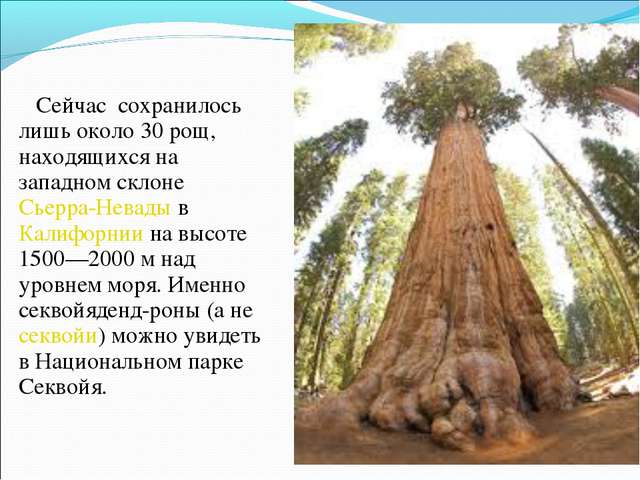 Интересные факты о растениях