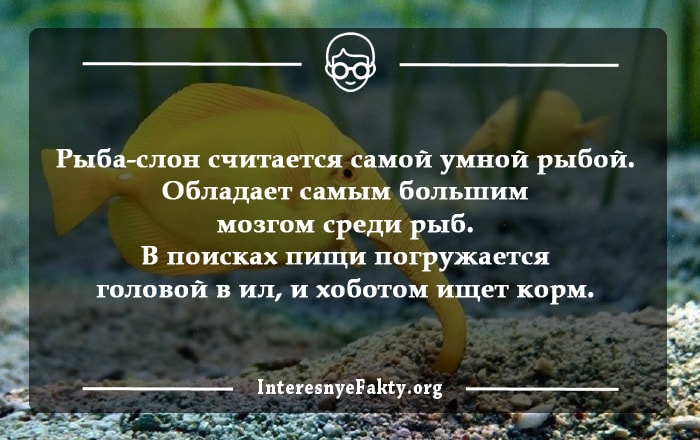 Интересные факты о рыбах