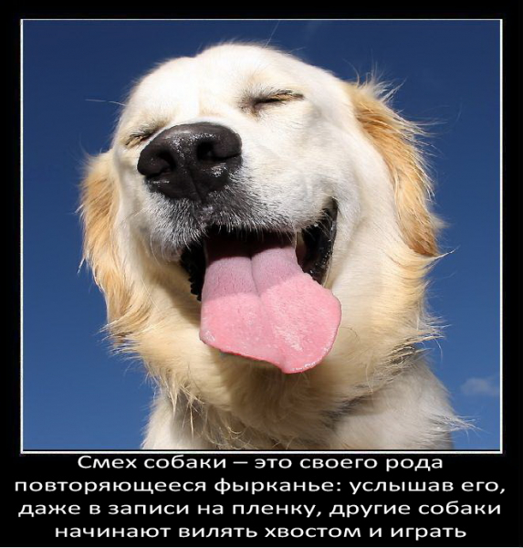 Интересные факты о собаках