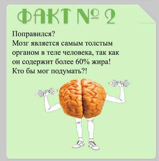 Интересные факты о строении человека