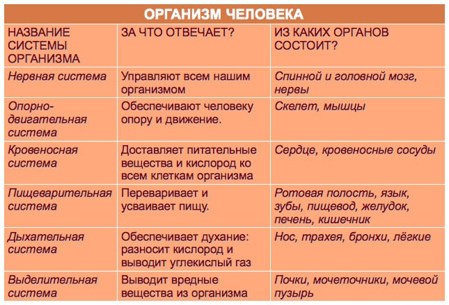 Интересные факты о строении человека