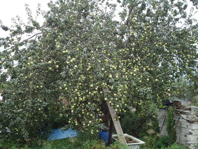 Яблочное вино в домашних условиях – рецепт и приготовление