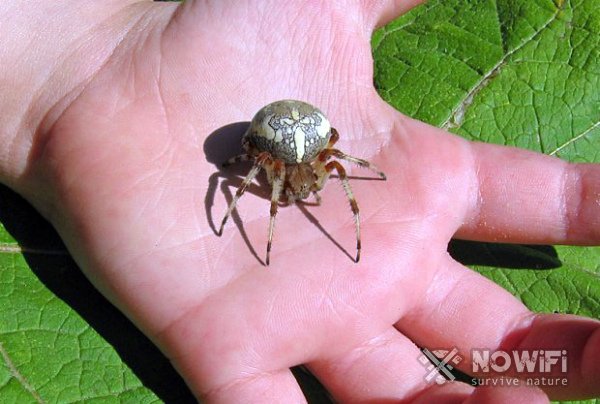 Ядовитые пауки россии — описание, фото, последствия укуса