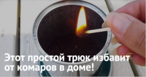Как бороться с комарами в квартире или доме