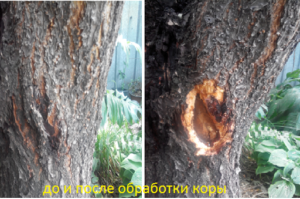 Как бороться с жуком короедом на плодовых деревьях