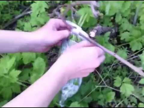 Как добыть воду в лесу