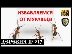 Как избавиться от муравьев на могиле