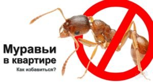 Как избавиться от муравьев на могиле