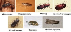 Как избавиться от сеноедов в квартире