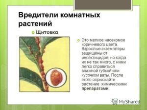 Как избавиться от щитовки на комнатных цветах в домашних условиях