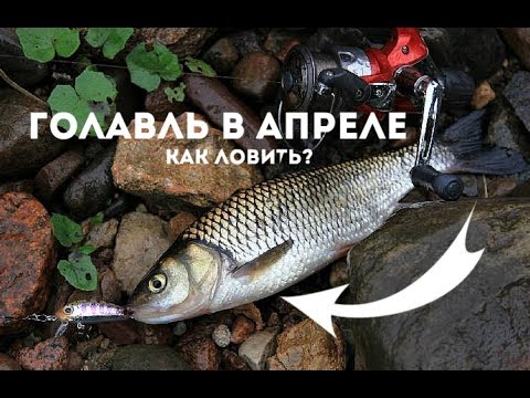 Как ловить голавля в апреле