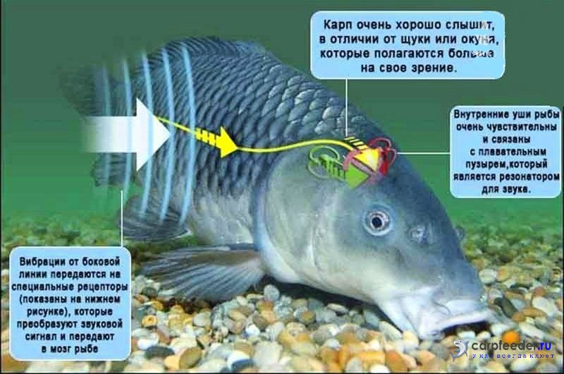 Как ловить карпа на фидер