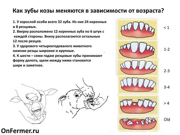 Как можно определить возраст козы по внешним признакам