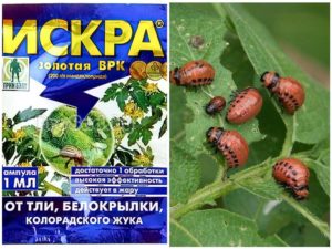 Как навсегда избавиться от колорадского жука на картошке и чем его травить