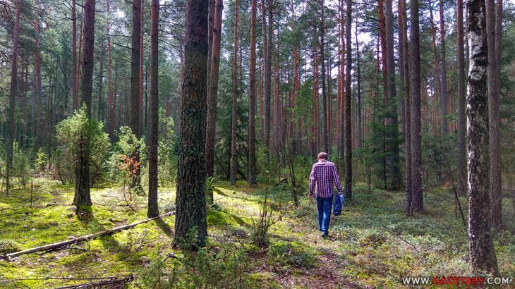 Как не заблудиться в лесу: памятка для любителей природы