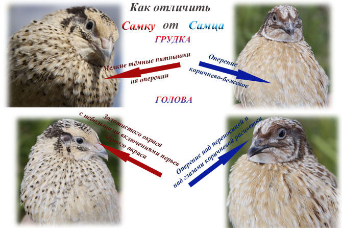 Как отличить перепелов самку от самца