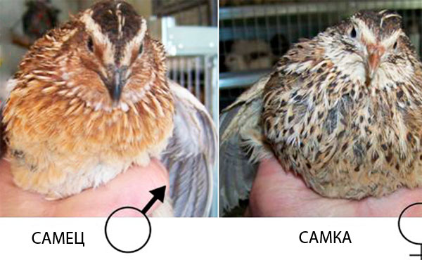 Как отличить перепелов самку от самца