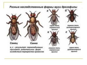 Как появляются мухи