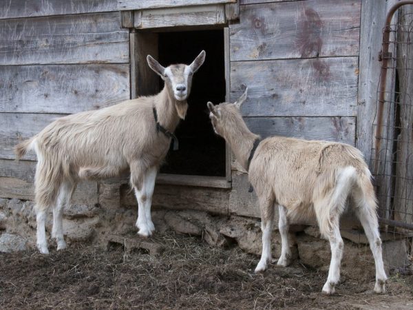 Как разводить тоггенбургскую породу коз и ухаживать за ней