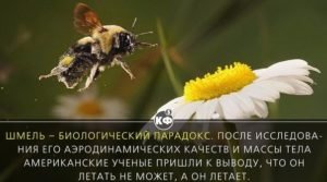 Как выглядит шмель, его образ жизни