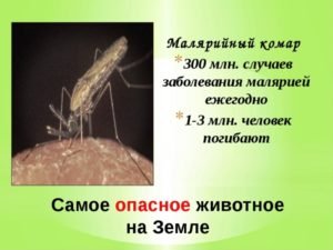 Как выглядят малярийные комары и чем они опасны для человека