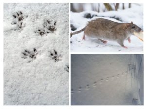 Как выглядят следы крысы на снегу