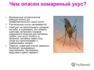 Какие болезни переносят комары