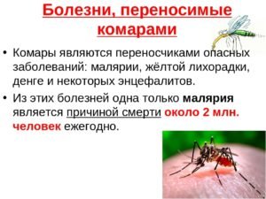 Какие болезни переносят комары
