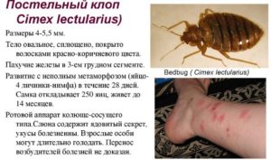 Какого размера постельные клопы