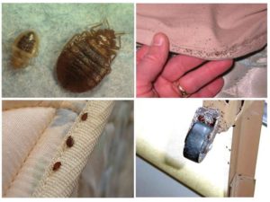 Какого размера постельные клопы