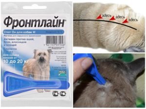 Капли фронтлайн от блох для собак