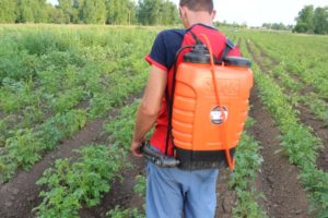 Когда и чем опрыскивать и обрабатывать картофель от колорадского жука