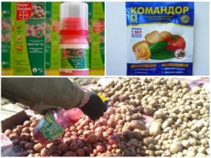Когда и чем опрыскивать и обрабатывать картофель от колорадского жука
