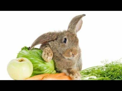 Кормление кролика горохом