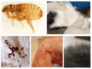Кошачьи блохи, как выглядят на фото