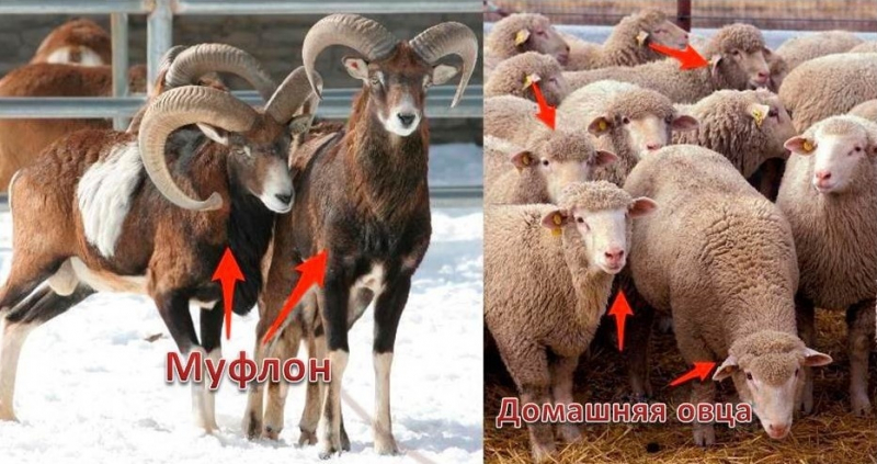 Краткая история сельского хозяйства