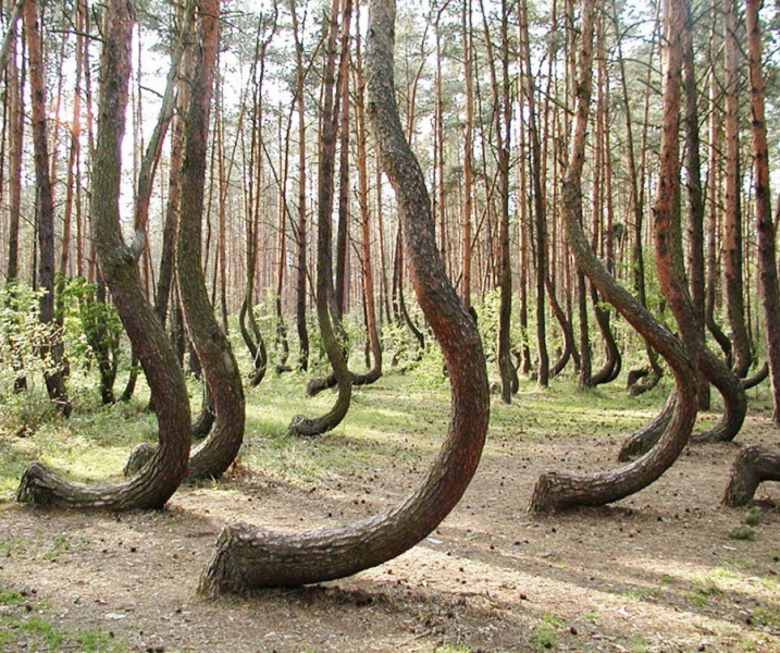 Кривой лес интересные факты