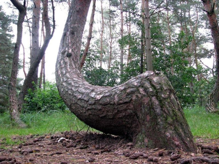 Кривой лес интересные факты