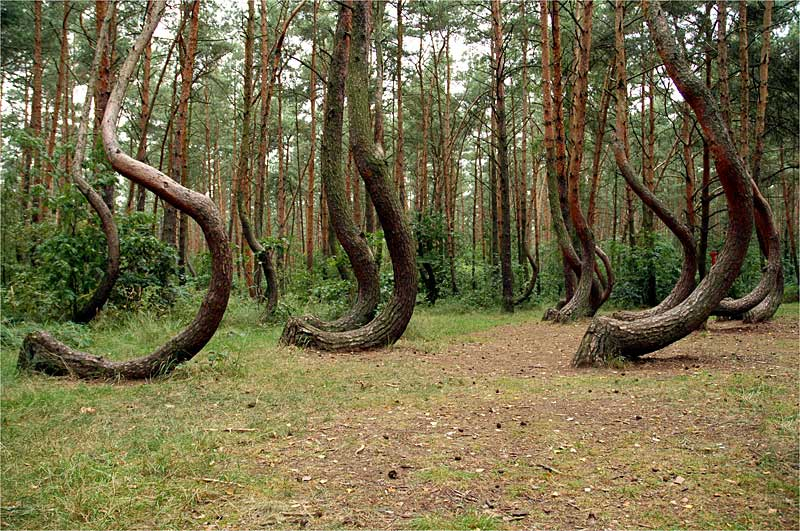 Кривой лес интересные факты