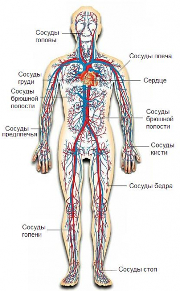 Кровеносная система человека
