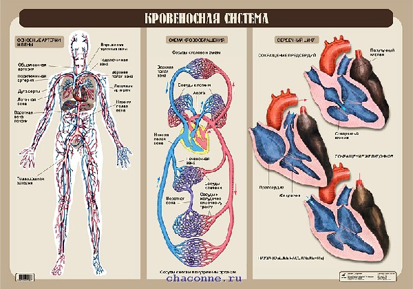 Кровеносная система человека